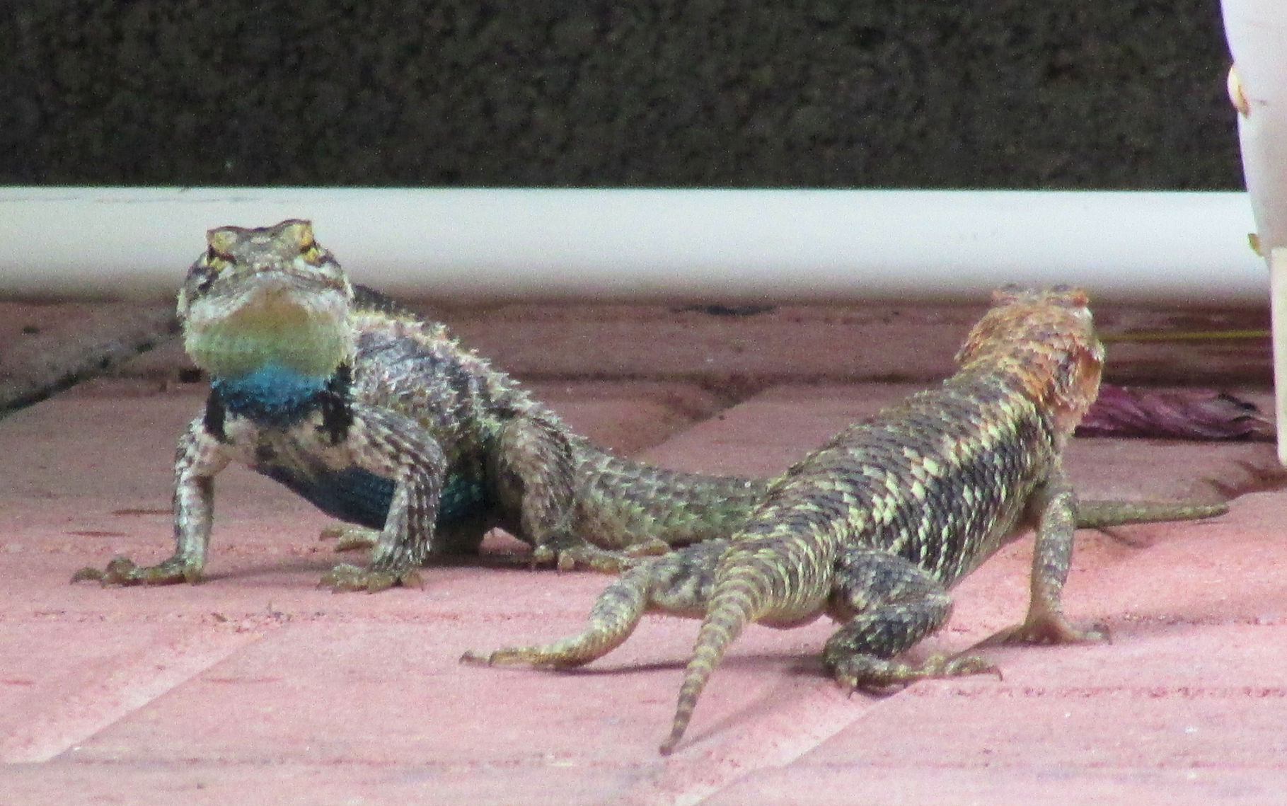 Lizard